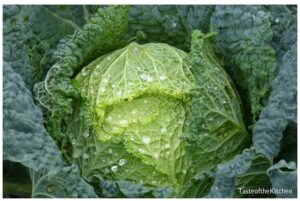 Cabbage-flower-leafy-green-vegetables
